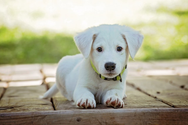 What is a Puppy Cut as an Image