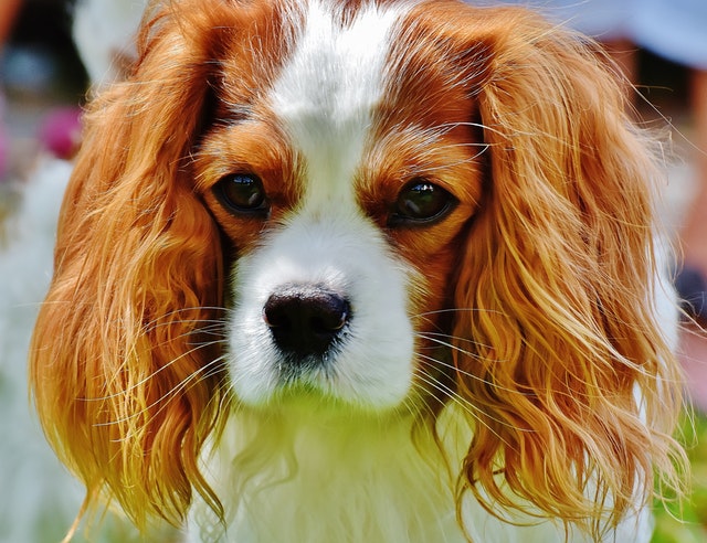 Cavalier King Charles Spaniel Grooming