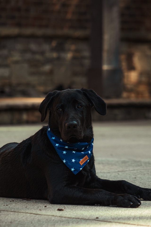 Dog Anxiety and Grooming