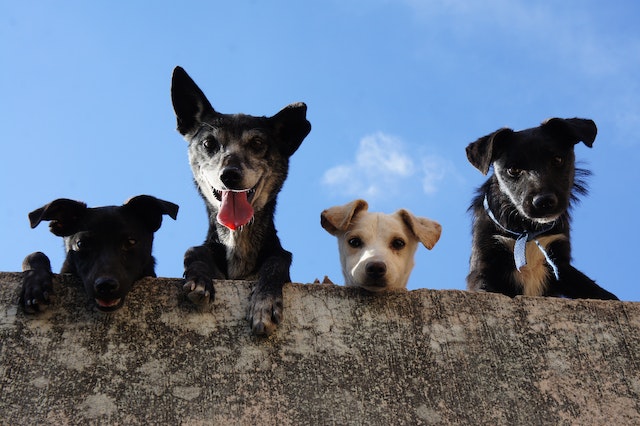 mobile grooming in Houston