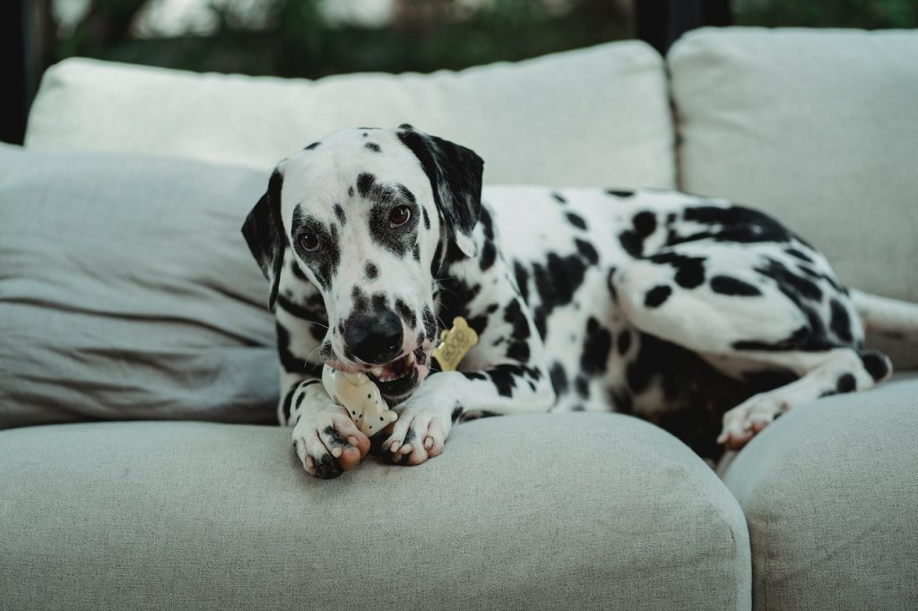 how to stop your dog from chewing on furniture