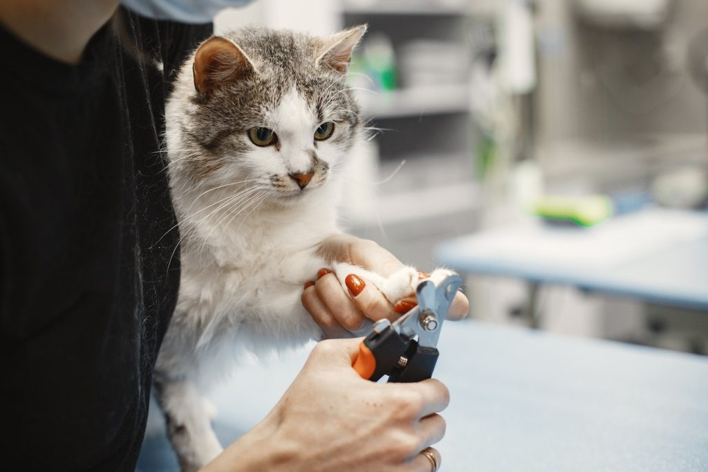 how often should I groom my cat? cat having its nails clipped