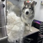 Kontota mobile dog grooming