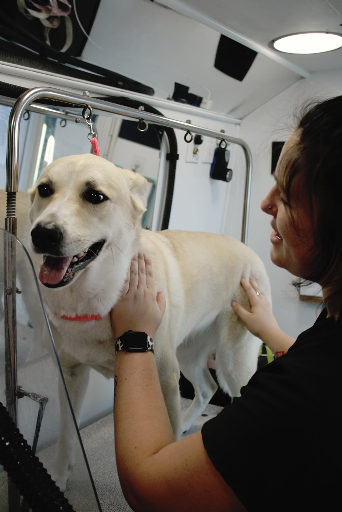 Kontota mobile dog grooming