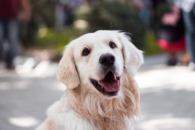 golden retriver