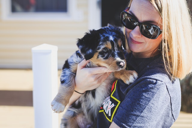 Australian Shepherd grooming