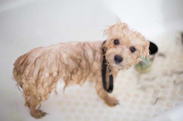 Dog getting a bath