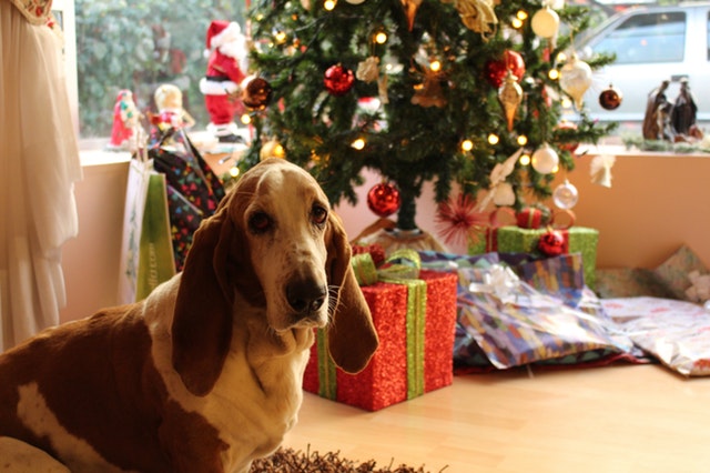 Shaved best sale basset hound