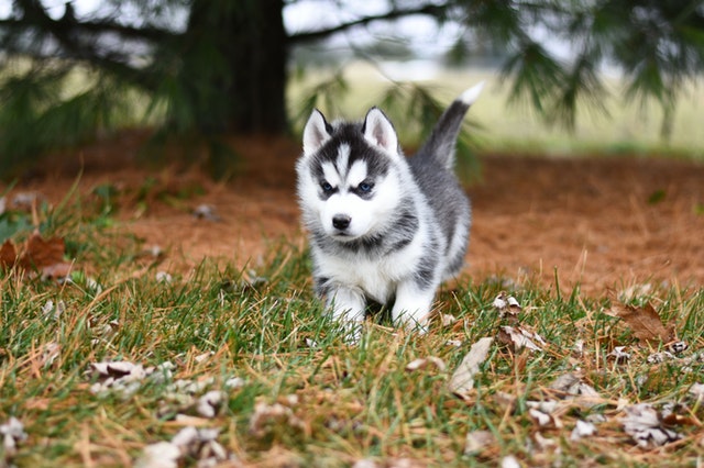 Husky grooming 2024 near me