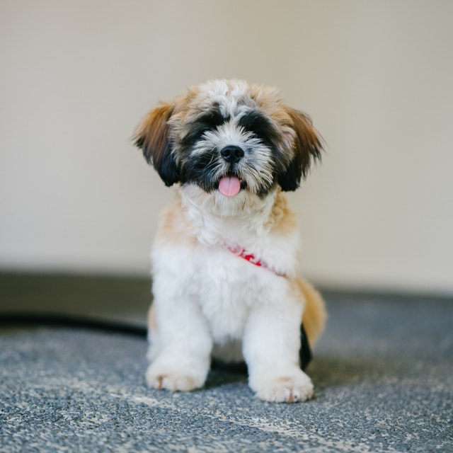 Teddy bear faces outlet shih tzu puppies