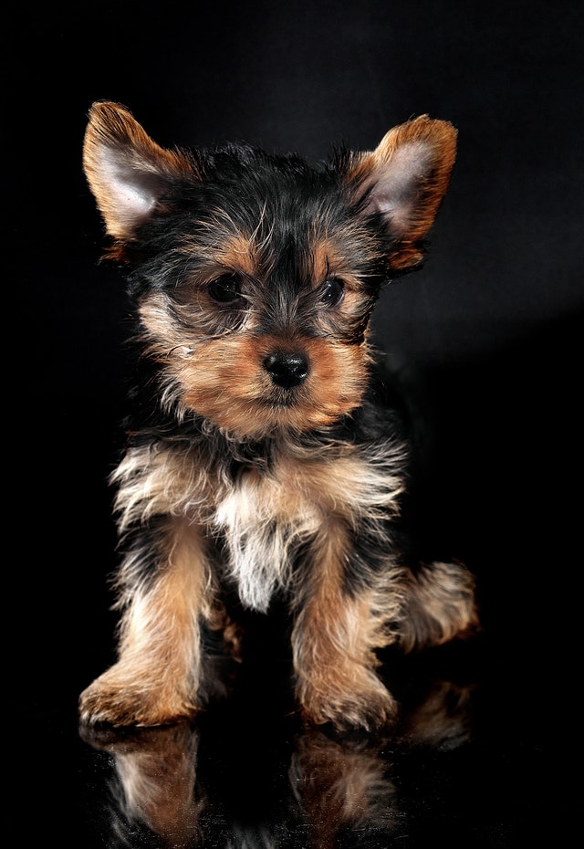 Yorkie grooming on sale