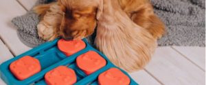 Indoor activities for dogs