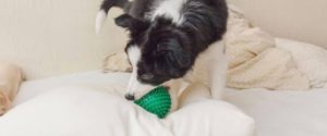 Indoor dog activities
