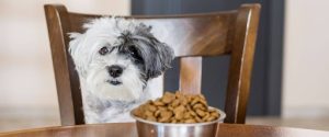 Indoor dog activities