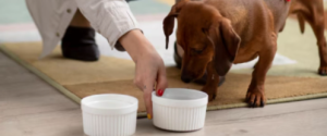 Activities for dogs on rainy days