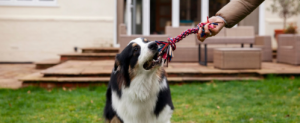 Tug of war activities for dogs on rainy days