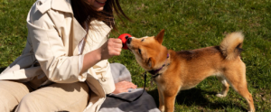 Scent work challenges