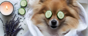 Dog spa activities