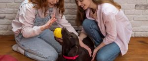 Teach new tricks in Indoor dog activities