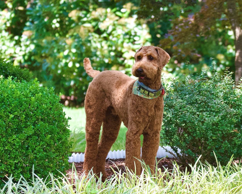 Standard poodle grooming sales cost