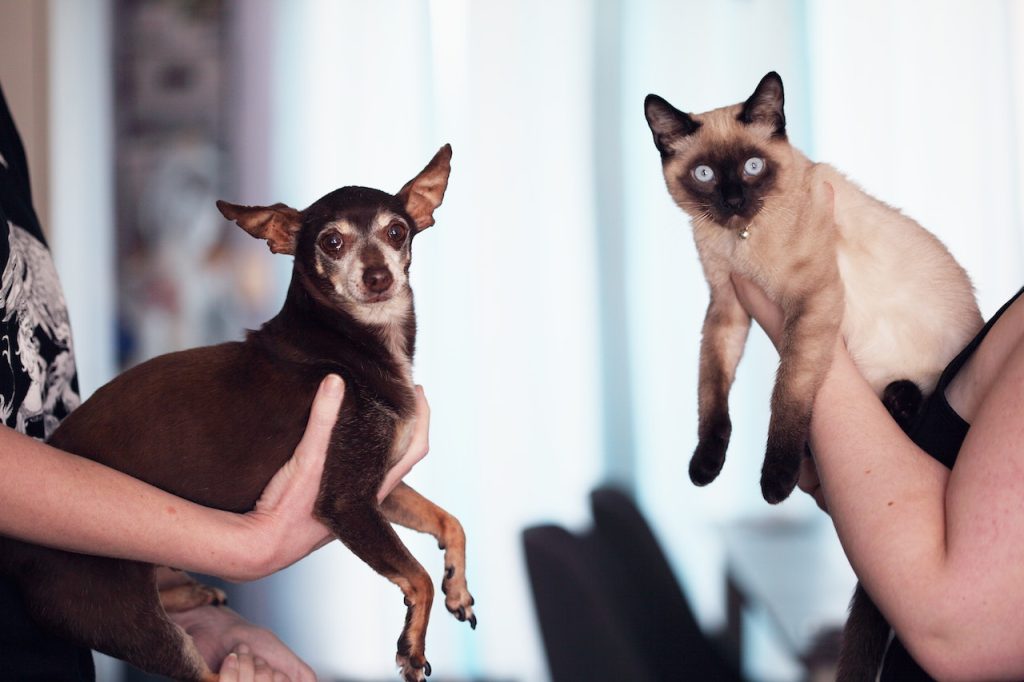 Pet chihuahua and cat being held across from each other by one hand
