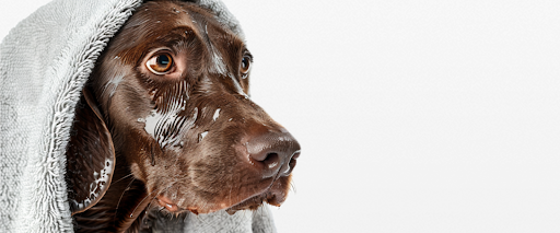 calm dog for grooming
