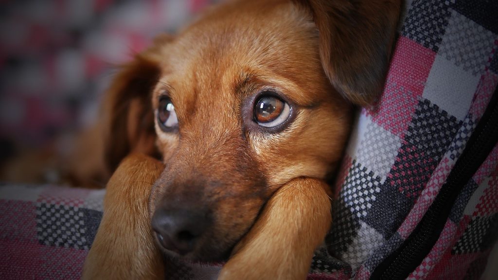 grooming for nervous dogs dog anxiety