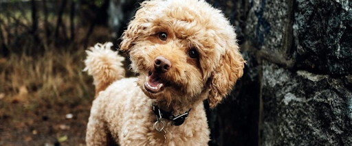 grooming-nervous-dogs