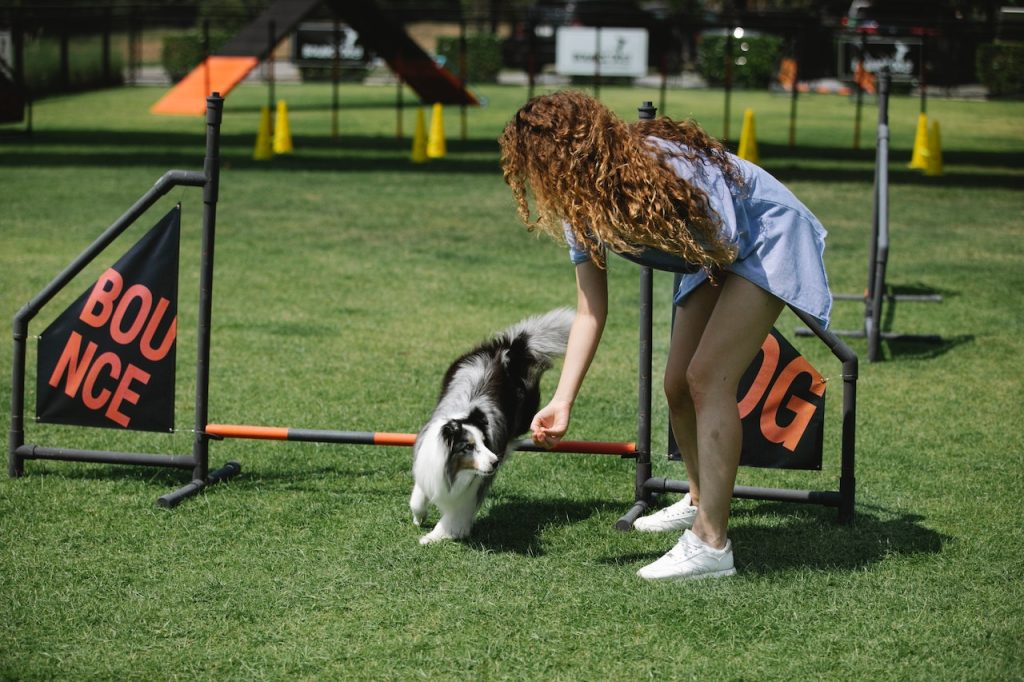 how to get started with dog agility