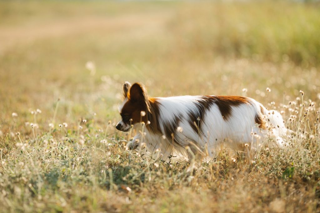 how to prevent fleas and ticks