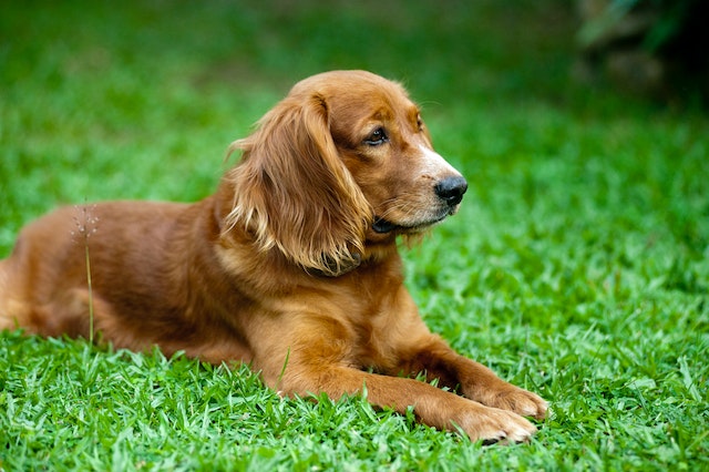 what is the best way to groom a dog? dog lying in the grass