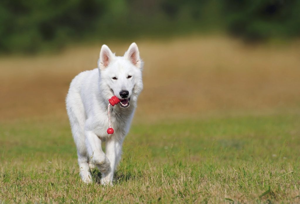 how to train a stubborn dog