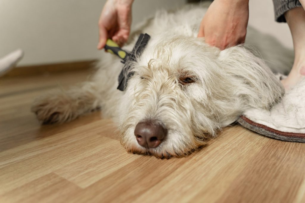 preventing skin issues through proper dog grooming