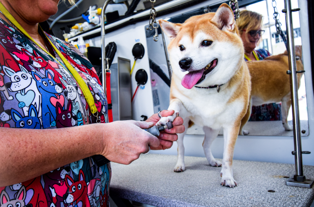 Kontota mobile dog grooming