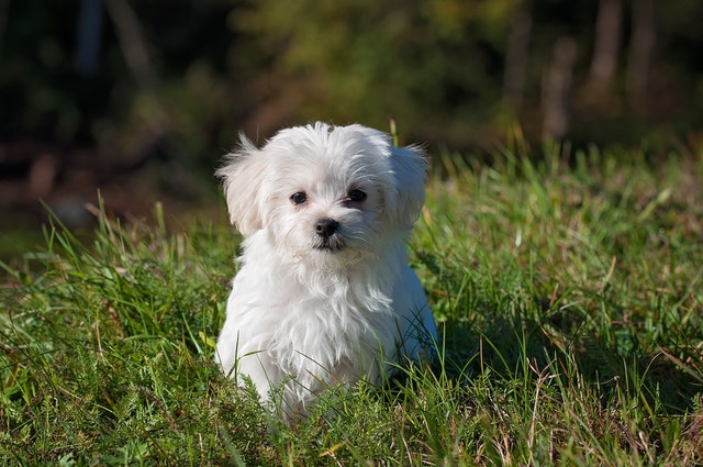 Mobile pet groomer