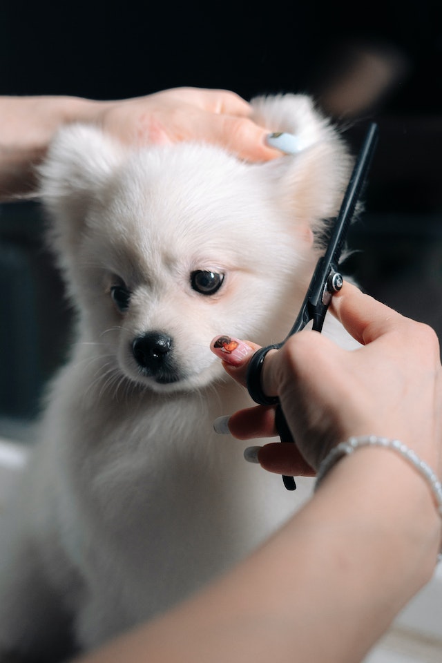 mobile grooming in downtown houston