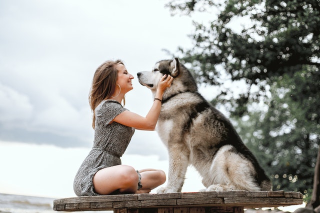 Mobile Dog Grooming The Colony TX