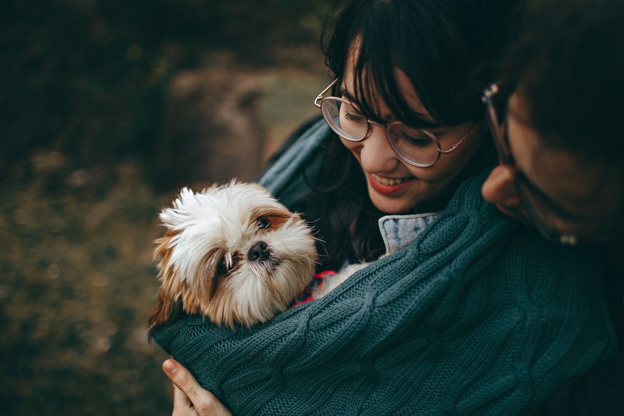 selective-focus-photography-of-white-and-tan-shih-tzu-puppy-1378849