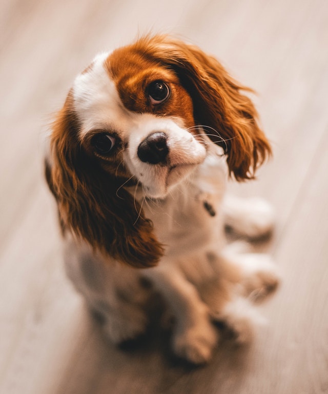 Trimming clearance cavalier king charles spaniel