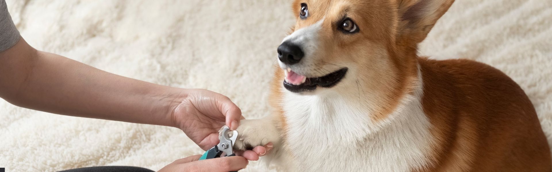 regular-dog-nail-trimming