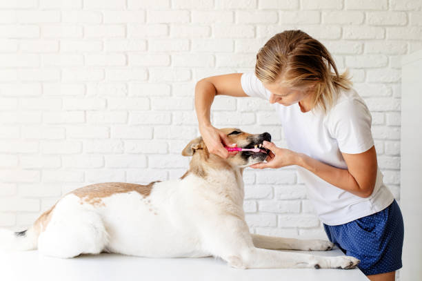 professional dog teeth cleaning