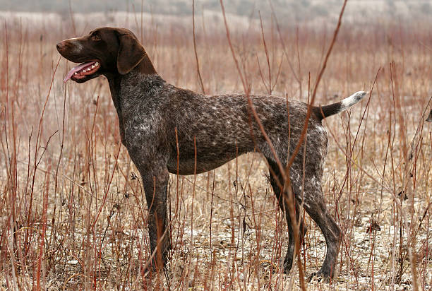 mid sized short haired dogs