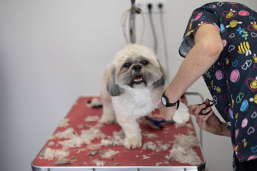how often to groom dog