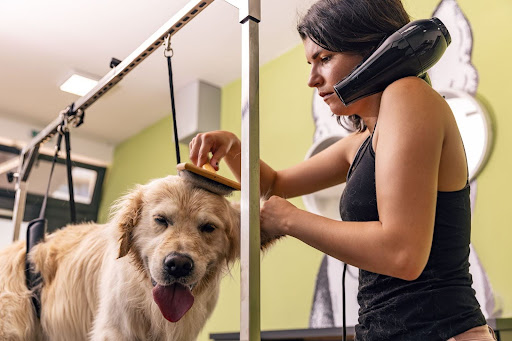 how often to groom dog