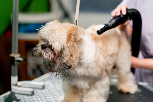dog grooming