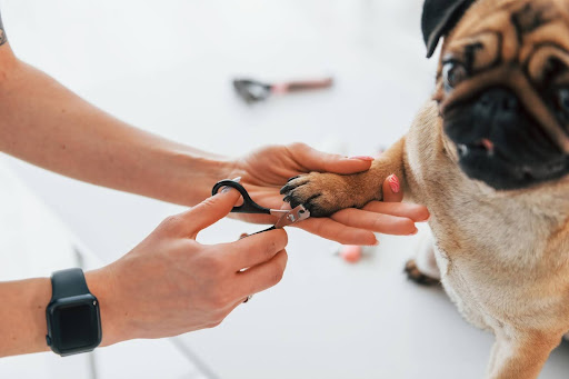 mobile dog grooming