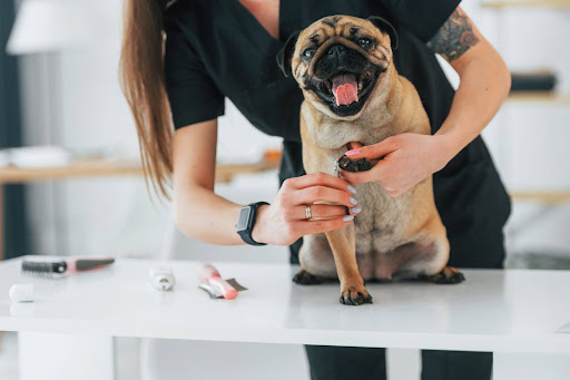 Pug Puppies mobile grooming