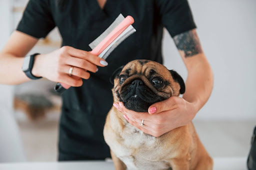 Pug Puppies mobile grooming