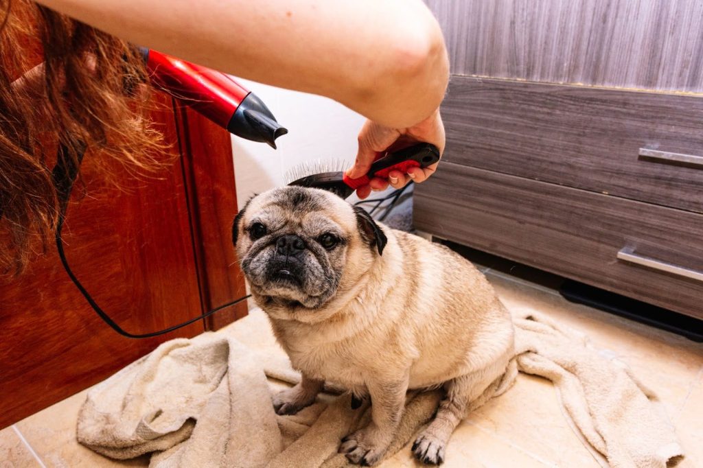 Pug Puppies grooming