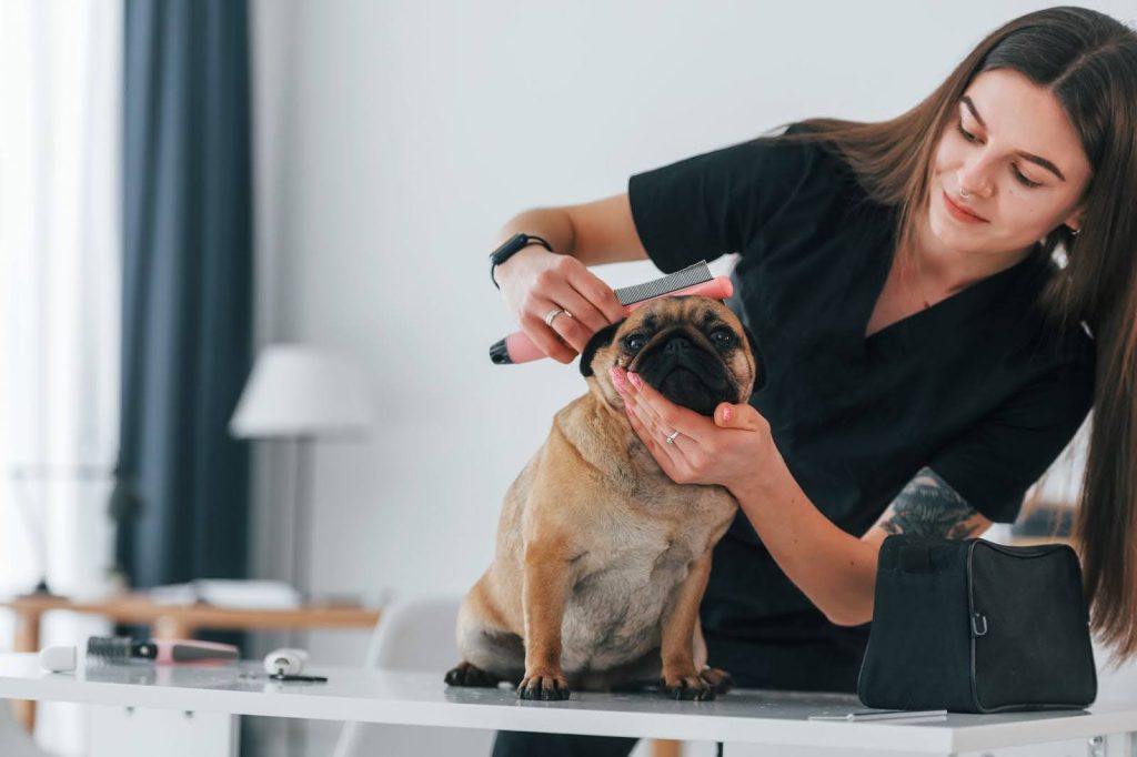 Pug Puppies grooming